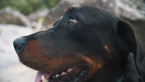 Close-up-of-a-rottweiler-dog-face-with-friendly-eyes,-while-sitting-on-a-rock