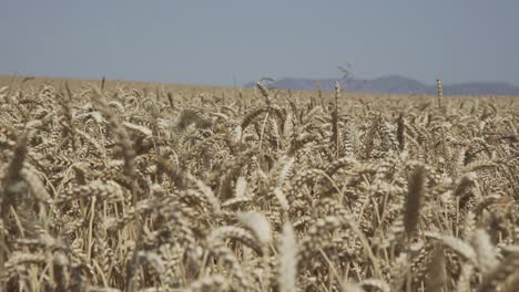 Wheat-crop-swaying-through-wind-outdoor-in-nature