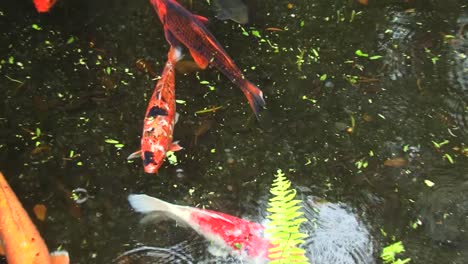 Koi-Fische-Im-Teich-Am-Byodo-in-Tempel,-Valley-Of-The-Temples-Memorial-Park,-Kahaluu,-Oahu,-Hawaii