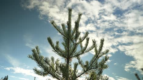 Pan-down-shot-of-beautiful-pine-tree,-from-canopy-to-base,-in-the-middle-of-coniferous-nordic-forest