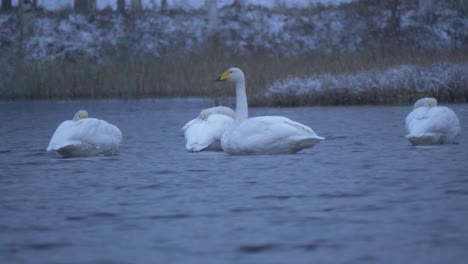 Medium-long-shot-of-small-flock-of-swans-floating-at-Winter-Lake-under-snowfall,-with-annoyed-swan-shaking-the-snow-off-his-head