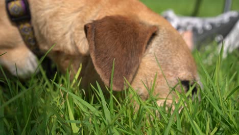 cute-puppy-dog-playing-in-the-grass