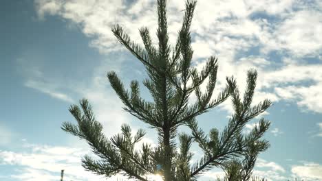 Orbit-low-angle-shot-of-canopy-crown-of-Pine-tree,-with-branches-ripping-the-blue-cloudy-sky