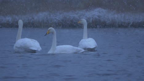 Medium-long-shot-of-Swan-Birds-Family-floating-at-Winter-Lake-under-heavy-snowfall-at-nightfall
