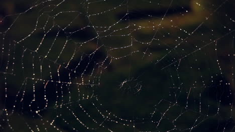 Taubedecktes-Spinnennetz-In-Der-Nacht