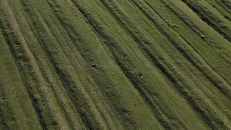 Fliegen-über-Ein-Mit-Gras-Bedecktes-Landwirtschaftliches-Feld-4k