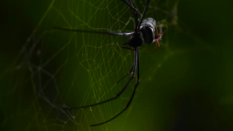 Golden-orb-web-spider-and-one-of-her-babies-in-her-back-as-she-rests-on-her-net,-front-view-video-clip