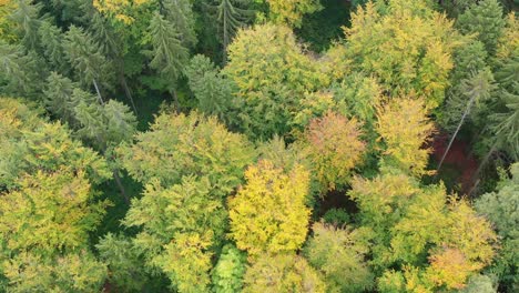 a-drone-photograph-of-a-mixed-forest-from-above-in-autumn