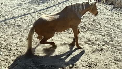 Beautiful-light-brown-horse,-getting-up-from-sand-and-shaking-off,-second-horse-in-distance