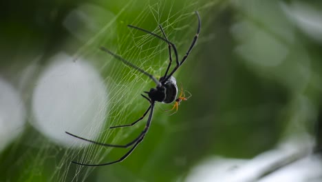 Golden-orb-web-spider-and-one-of-her-babies-in-her-back-as-she-rests-on-her-net,-front-view-video-clip-against-a-green-soft-nature-and-natural-light-background