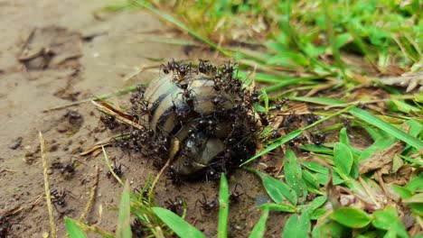 Gruppe-Wilder-Schwarzer-Ameisen,-Die-Eine-Tote-Schnecke-Essen