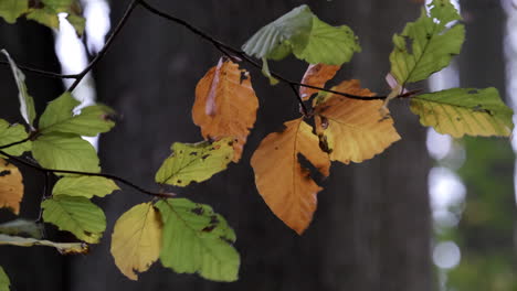 Closeup-of-leaves-on-a-Beech-Tree-swaying-in-the-breeze-as-the-autumn-colours-start-to-show-through-in-a-forest-in-Worcestershire,-England