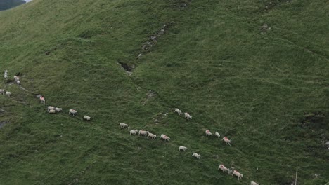 Group-of-sheep-running-together-downhill