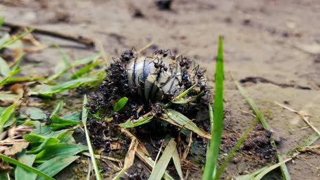 Ameisenschwarm,-Der-Sich-Von-Toten-Käfern-Ernährt