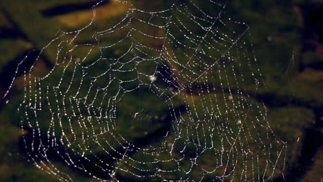 Spinnennetz-Mit-Tau-Bedeckt,-Im-Hintergrund-Fließt-Ein-Bach