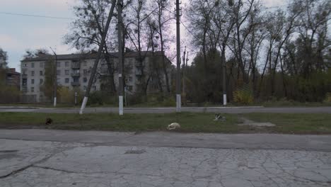 Dogs-Lying-On-The-Grass-In-Chernobyl-Exclusion-Zone---Abandoned-Building-In-The-Background---wide-shot
