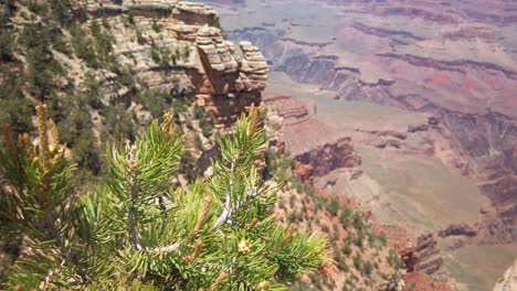 Langsam-Aufsteigender-Schuss,-Der-Den-Fokus-Von-Der-Pflanze-Zum-Grand-Canyon-Bringt