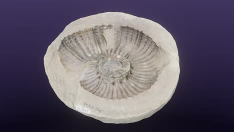 Fossiles-Exemplar-Des-Ammonoiden-Kopffüßers-Gunnarites-Sp