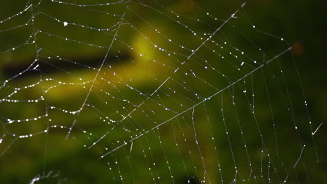 Oberen-Rechten-Teil-Eines-Spinnennetzes