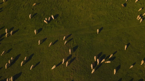 Aerial-Hyperlapse-Over-A-Sheep-Heard-Returning-To-The-Stable-At-The-Sunset-4K