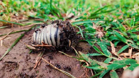 Eine-Gruppe-Hungriger-Ameisen-Greift-In-Der-Wildnis-An-Und-Klettert-Auf-Totes-Insekt
