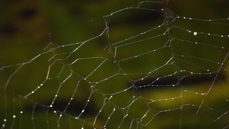 Upper-left-portion-of-a-spider-web