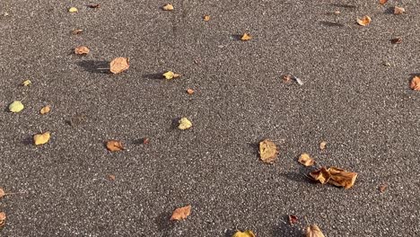 Wind-blows-and-roll-autumn-leaves-on-asphalt-road,-slow-motion,-tracking-shot