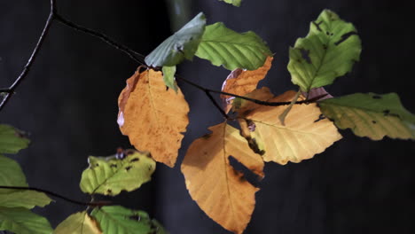 Nahaufnahme-Der-Blätter-Auf-Einer-Buche,-Die-Sich-Im-Wind-Wiegt,-Während-Die-Herbstfarben-In-Einem-Wald-In-Worcestershire,-England,-Durchscheinen