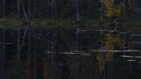 Timelapse-video-of-fallen-foliage-driving-around-calm-forest-lake-in-autumn