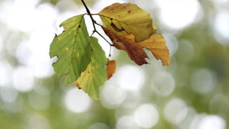 Closeup-of-leaves-on-a-Beech-Tree-swaying-in-the-breeze-as-the-autumn-colours-start-to-show-through-in-a-forest-in-Worcestershire,-England