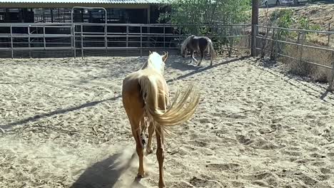 Light-brown-horse-playing-in-outdoor-paddock-at-stables,-slow-motion