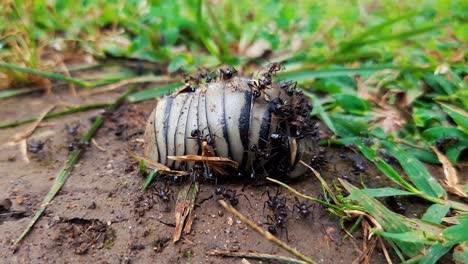 Kolonie-Schwarzer-Gartenameisen,-Die-Sich-Von-Einem-Toten-Insekt-Auf-Dem-Boden-Ernähren---Makro