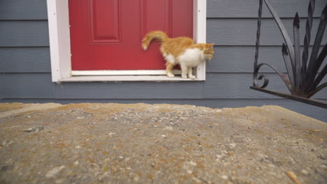Kätzchen-Vor-Der-Haustür-Herumlaufen