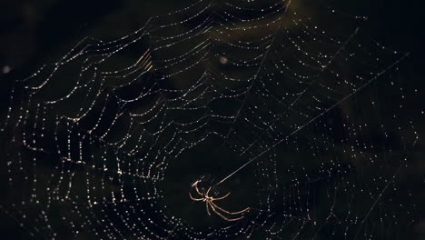 Spinnennetz-Bedeckt-Mit-Tautropfen-Mit-Spinne-In-Der-Mitte