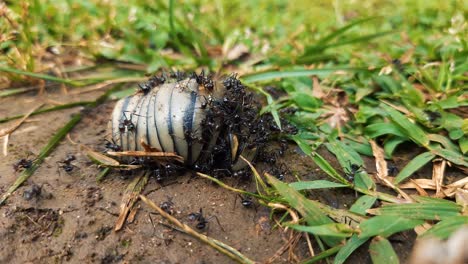 Gruppe-Schwarzer-Ameisen,-Die-Sich-Von-Toten-Insekten-Ernähren
