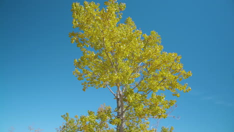 Yellow-leaves-blow-in-the-breeze-against-blue-sky