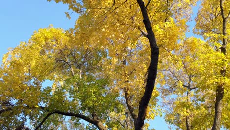 Looking-up-at-a-tree-with-golden-leaves-while-walking-on-a-sunny-day
