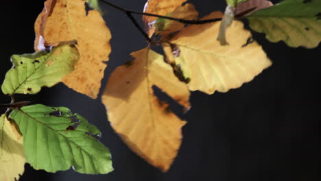 Nahaufnahme-Der-Blätter-Auf-Einer-Buche,-Die-Sich-Im-Wind-Wiegt,-Während-Die-Herbstfarben-In-Einem-Wald-In-Worcestershire,-England,-Durchscheinen
