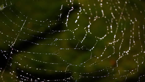 Unterer-Rechter-Teil-Des-Spinnennetzes
