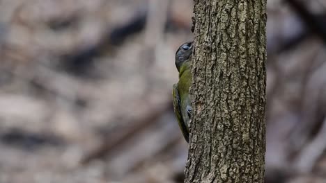 Grey-headed-Woodpecker,-Picus-canus