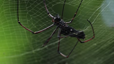 Golden-Orb-Web-Spinne,-Die-Das-Netz-Webt-Und-Ihre-Fähigkeiten-Demonstriert,-Während-Sie-Mit-Spinnenfaden-Closeup-Videoclip-Mit-30-Fps,-Grünem,-Weichem-Hintergrund-Und-Natürlichem-Licht-Aufsteigt