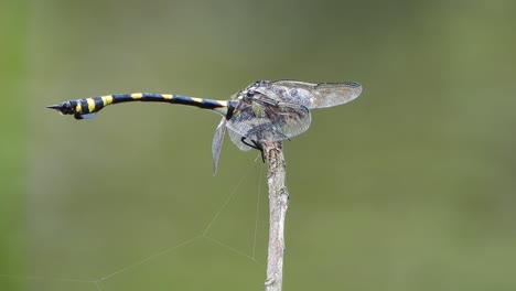 Tiger-dragonfly-in-Pond-.