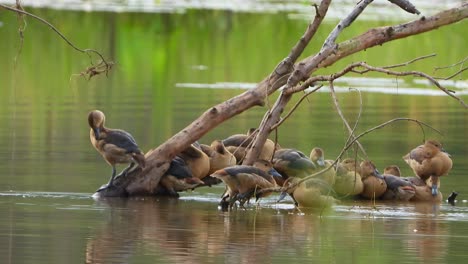 whistling-duck-chicks-in-pond-.