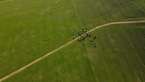 Aerial-Static-Hyperlapse-Of-A-Heard-Of-Sheeps-Following-The-Shepherd-Across-A-Trail-4K
