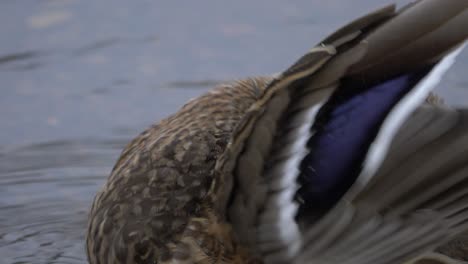 Close-up-high-angle-shot-of-Brown-Mottled-Mallard-Duck-cleaning-and-pecking-his-feathers-while-resting-by-a-river