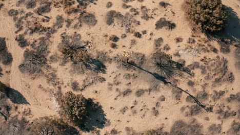 Descending-tilt-up-aerial-view-of-a-desert-landcape-scorched-to-ash-by-wildfires
