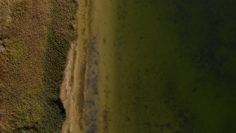 Schilf-Am-Ufer-Des-Sees-Mit-Ruhigem-Wasser-Auf-Braungrünen-Farben,-Vogelperspektive