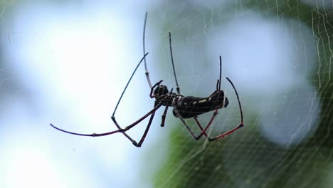 Golden-orb-web-spider-with-long-legs,-weaving-the-spider-net,-soft-out-of-the-focused-bokeh-background