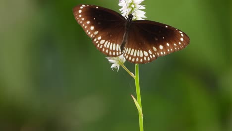 butterfly-in-flower-footage-
