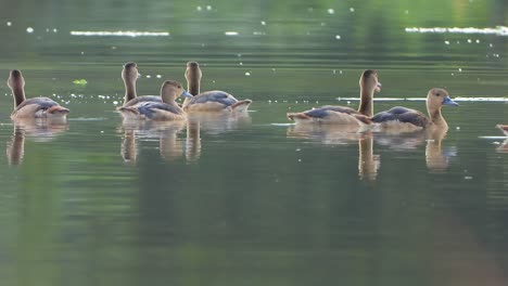 Pfeifende-Entenküken,-Die-Auf-Teich-Schwimmen